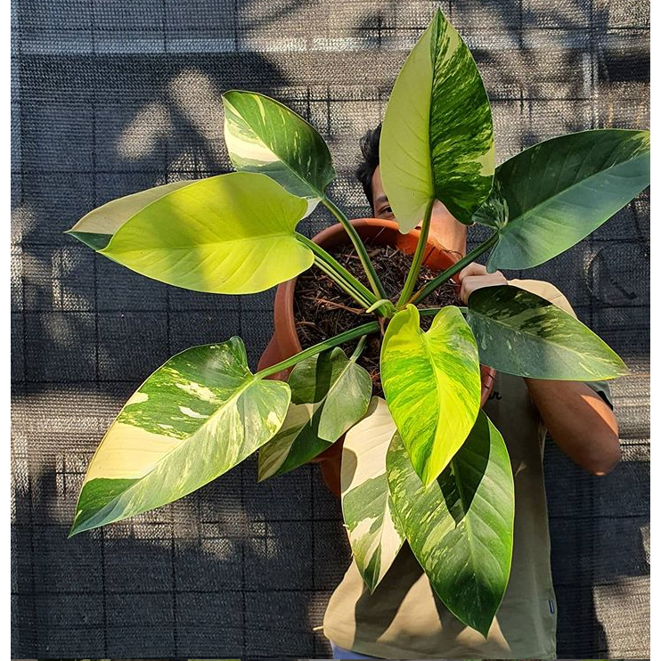 Philodendron Green Congo Variegated